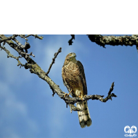 گونه قرقی Eurasian Sparrowhawk